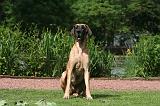 DOGUE ALLEMAND 842